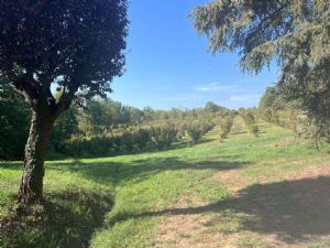 EX AZIENDA AGRICOLA CON RESIDENZA DEL 700 E PARCO