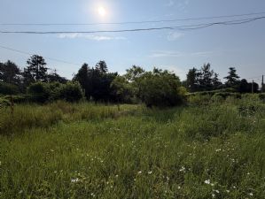 Rustico con terreno