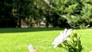 Quadrilocale con giardino in vendita a Carignano